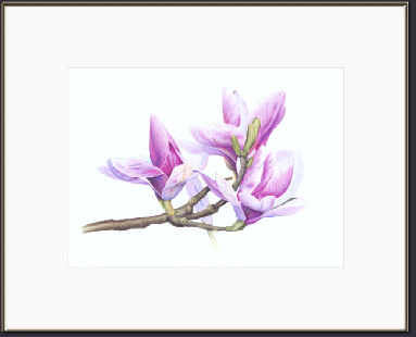 Magnolia