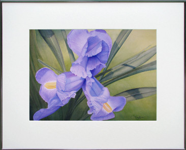 Dutch Iris