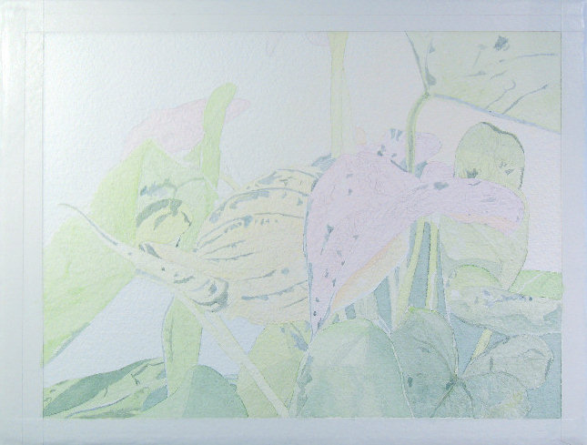 Anthurium 2