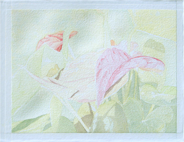 Anthurium 3