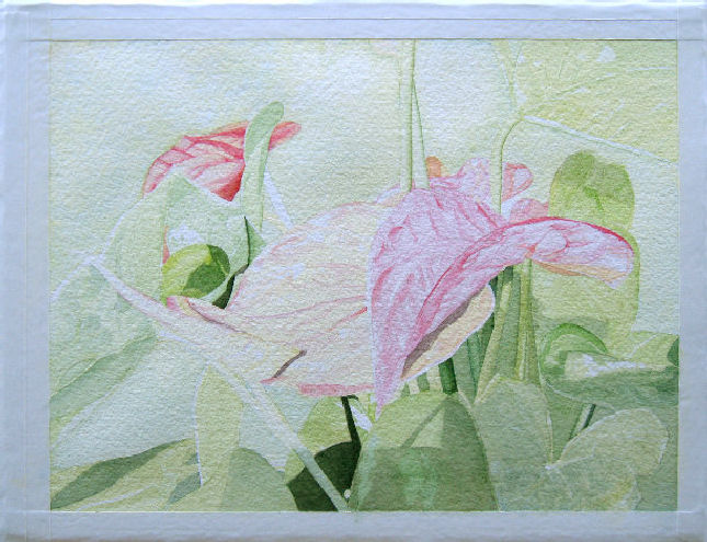 Anthurium 4