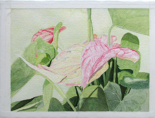 Anthurium 6