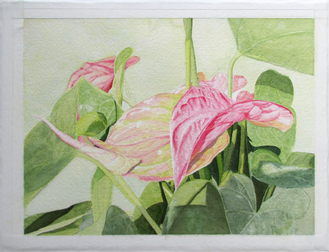 Anthurium 7