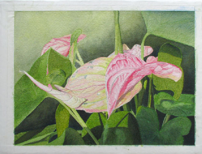 Anthurium 8