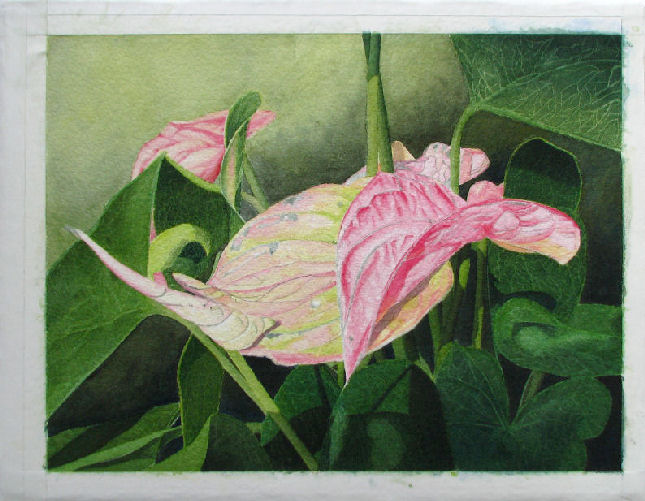 Anthurium 9