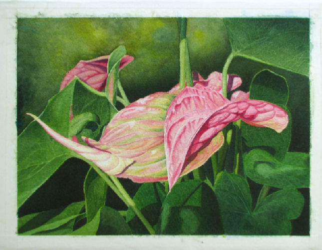 Anthurium 11