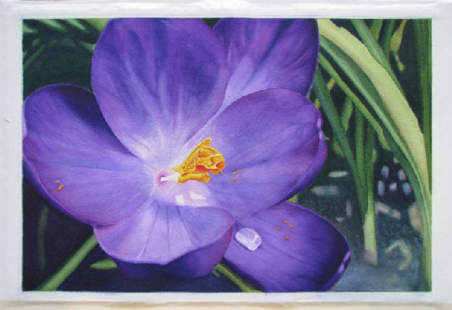 Crocus 6