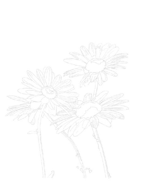 Daisies - better composition