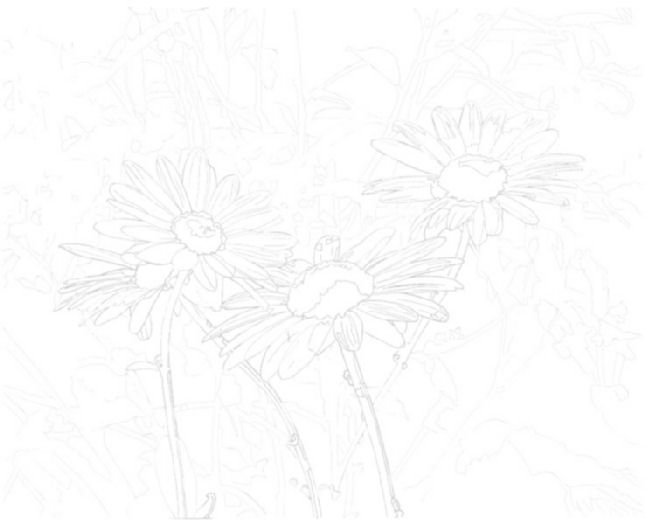 Daisies - old composition