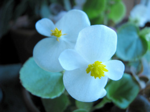 Begonia Blossom #4