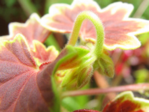 Begonia Buds #2