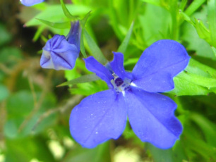 Lobelia #2