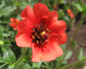 Potentilla #4