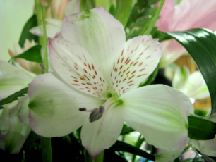 White Alstromeria #2