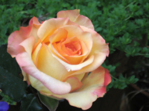 Yellow and Pink Rose #1