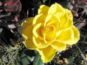 Yellow Rose #2
