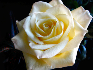 Yellow Rose #6