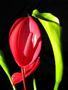 Anthurium and Calla Lily